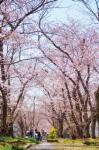 利倉西遊歩道の桜並木と旧猪名川自然歩道の画像1
