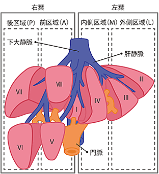 肝臓の各領域の図説。