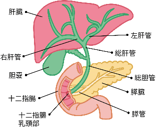 胆道の図説。