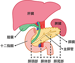 膵臓の位置と各名称の図説。