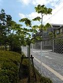 被爆アオギリ二世（広島市）
