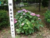 原爆被爆者植樹　長崎市花（アジサイ）