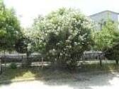 原爆被爆者植樹　広島市花（夾竹桃）