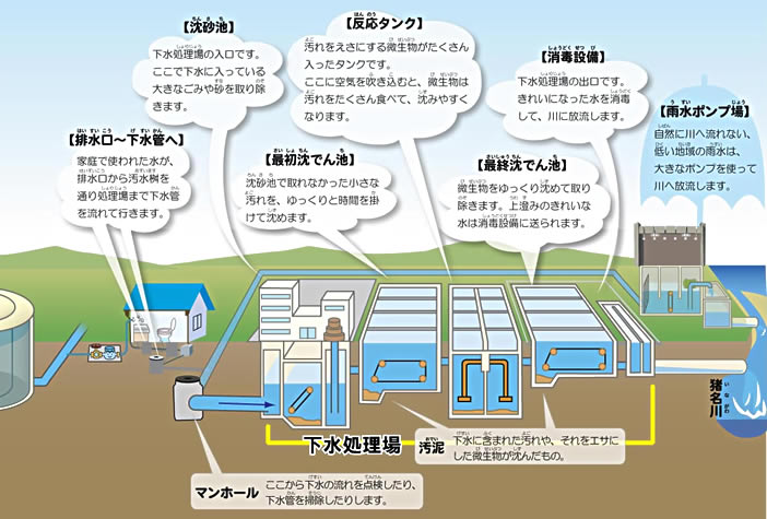 家庭で使われた水は排水口から汚水桝を通り下水管に流れ処理場まで運ばれます。処理場では、まず沈砂池で大きなゴミや砂を取り除きます。次に最初沈でん池で沈砂池で取り除けなかった小さな汚れを時間をかけて沈めます。次に反応タンクで汚れを餌にする微生物にの働きで汚れを沈みやすくします。次に最終沈でん池で微生物をゆっくり沈め、上澄みのきれいな水を消毒設備で塩素消毒し、川へ放流します。