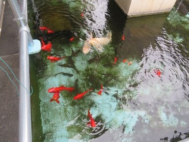 フィッシュモニター