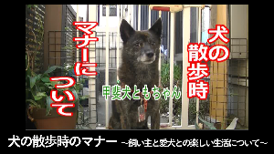 犬の散歩時のマナー  飼い主と愛犬との楽しい生活について