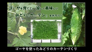 ゴーヤを使ったみどりのカーテンづくり