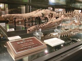 大阪大学総合学術博物館に展示されているほね組模型と実物化石