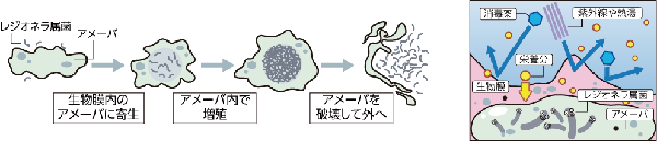 生物膜内のアメーバに寄生したレジオネラ属菌はアメーバ内で増殖する