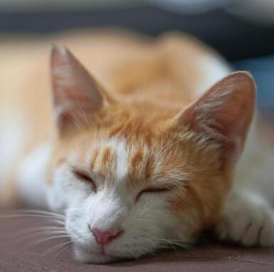 眠る猫の画像