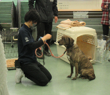 犬がトレーニングしている画像