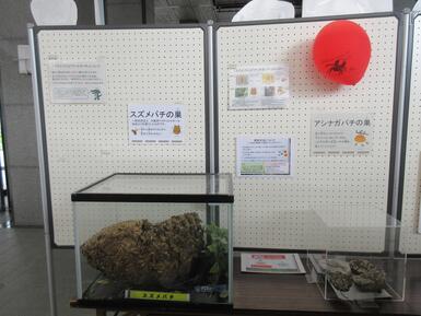 ハチについての展示コーナーの様子