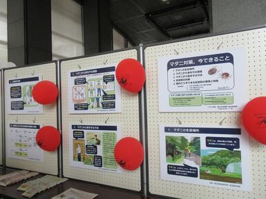 マダニについての展示コーナーの様子