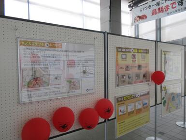セアカゴケグモについての展示の様子