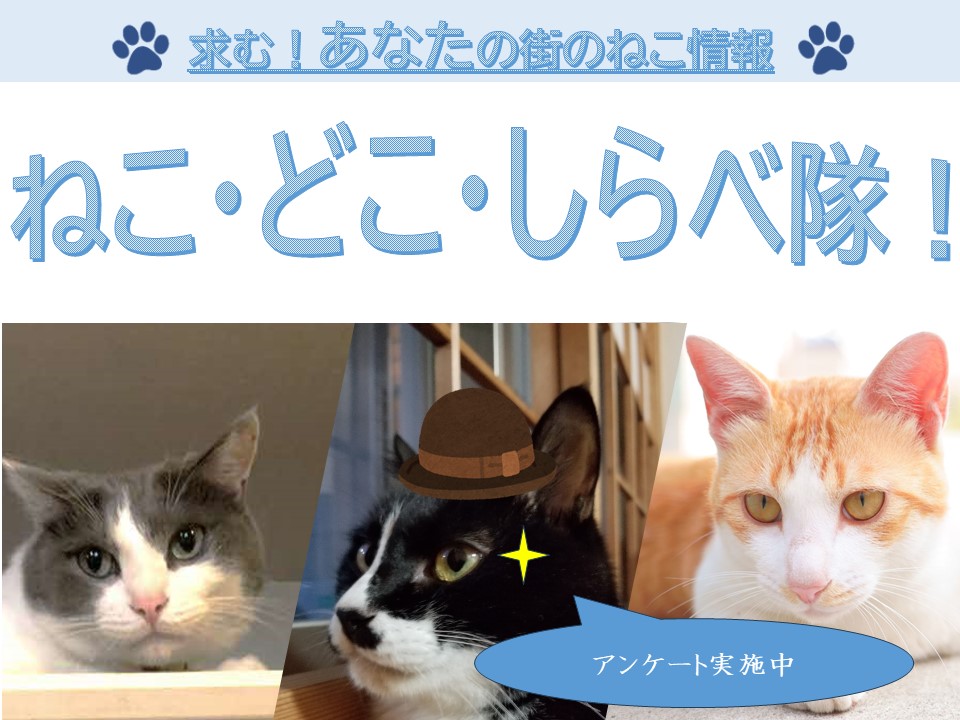 猫に関するアンケートチラシ