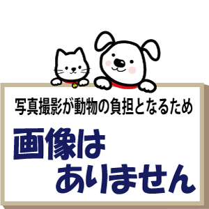 収容した猫の画像はありません