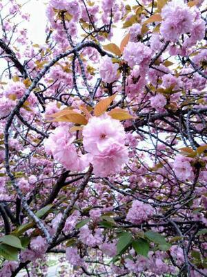 八重桜の様子１