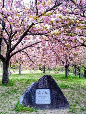 八重桜の様子２