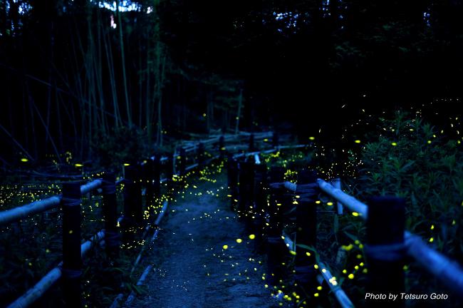 春日町ヒメボタル特別緑地保全地区でヒメボタルが光っている様子