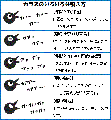 カラスのいろいろな鳴き方。一般的な鳥の鳴き声は大きく分けて2種類とされていますが、カラスは40種類の鳴き方で仲間とコミュニケーションをとります。例えば、仲間と一緒の時は、カァーカァーとのんびりした口調で鳴き、朝のナワバリ宣言をする時は、カとクの間の音で鳴きます。カラスの鳴き声が聞こえたら、そのカラスが誰と、どんな会話をしているのか想像してみても面白いかもしれません。