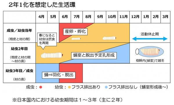 クビアカツヤカミキリの生活環