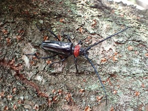 クビアカツヤカミキリの成虫の写真