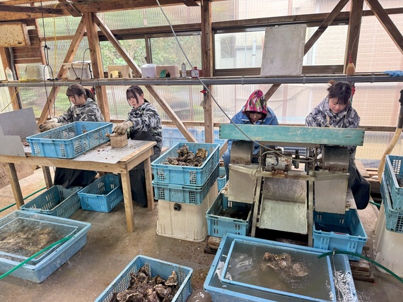 岩ガキの磨き作業