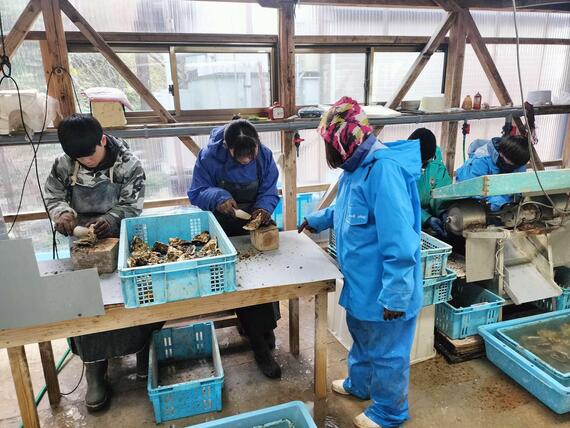 岩ガキを磨く作業の様子