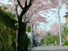 永楽荘桜自治会のまちなみ