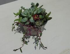 多肉植物