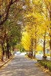 大阪大学豊中キャンパスの並木の画像