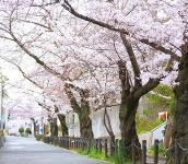 第二中学校東側の桜並木の画像