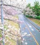 新千里南町2丁目の地区景観と千里南町公園の画像4