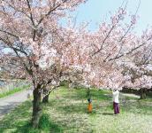 旧猪名川堤防緑道帯の画像