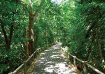 利倉西遊歩道の桜並木と旧猪名川自然歩道の画像2