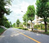 千里緑地（南部）と新千里西町ユリノキ並木の画像