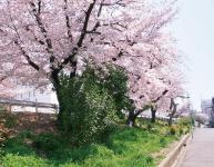 野田堤防（野田町）の画像