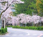 千里中央線の桜並木の画像