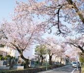 桜塚墓地の桜の画像