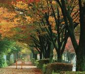 千里園熊野田線のケヤキ並木の画像