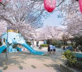 桜塚公園と桜の画像