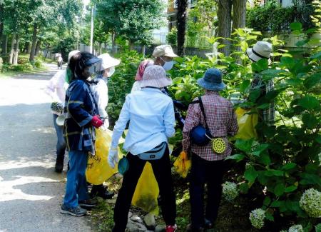 アジサイの植樹・管理および竹林の管理、散歩道の掃除など　画像