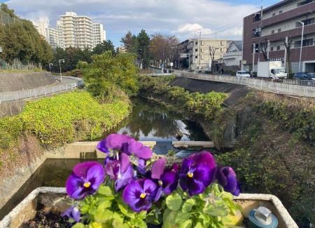 千里川および遊歩道の清掃と花壇活動　画像