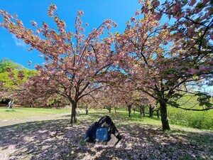 桜の丘