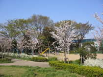 二葉北公園写真