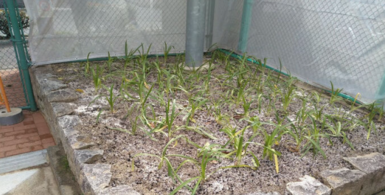 植栽されたアガパンサスの画像