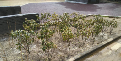 植栽されたジンチョウゲの画像