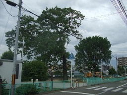 天竺川児童遊園写真