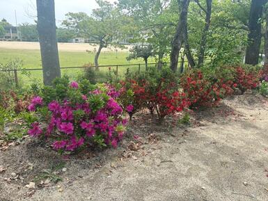 植栽したツツジの画像