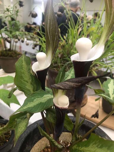 山野草展会場にて